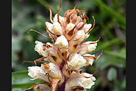 Orobanche amethystea Orobanche amethystea